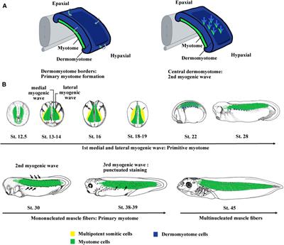 Evolution of Somite Compartmentalization: A View From Xenopus
